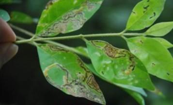 金叶女贞斑点落叶病