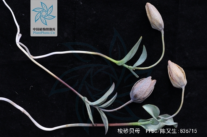  p>梭砂贝母( i>fritillaria delavayi /i>)又称德氏贝母,阿皮卡,是