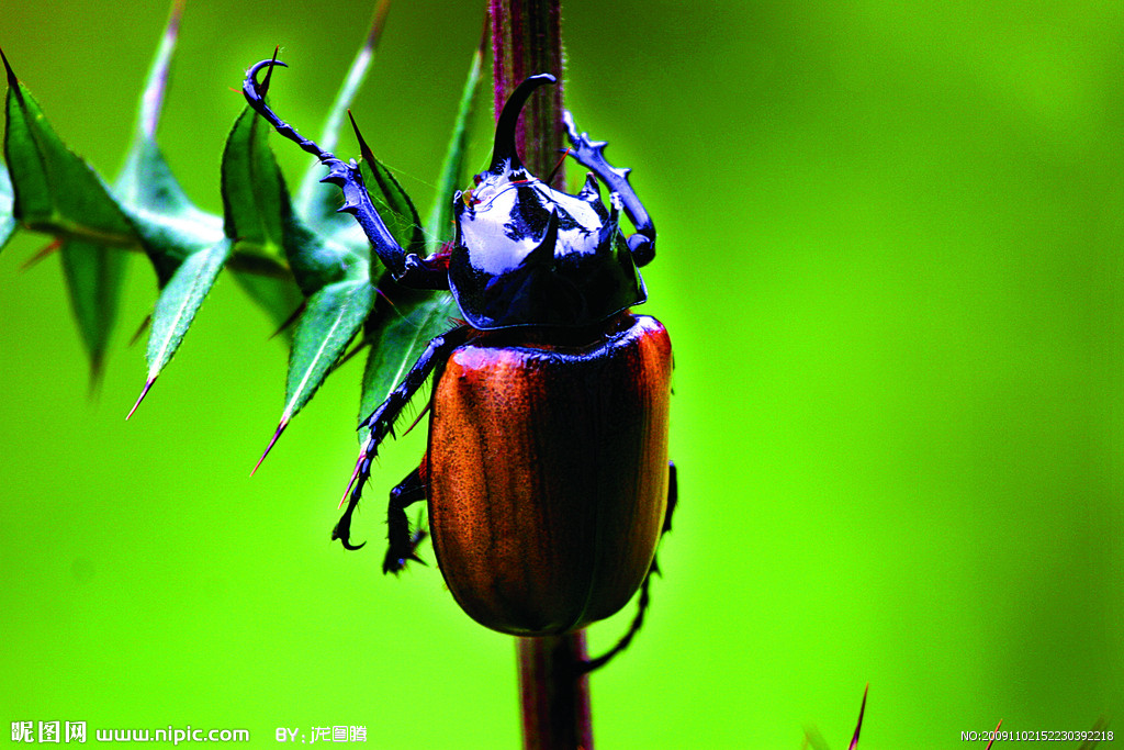  p>大黑鳃金龟 i>holotrichia oblita /i> faldermann,为 a href="#"