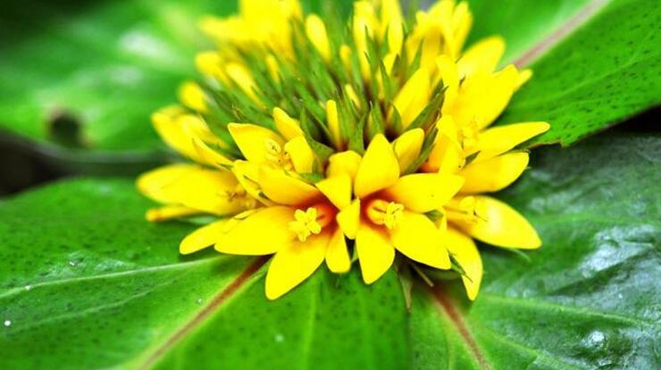  p> b>落地梅 /b>(学名: i>lysimachia paridiformis /i>)为 a target