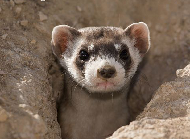 black-footed ferret