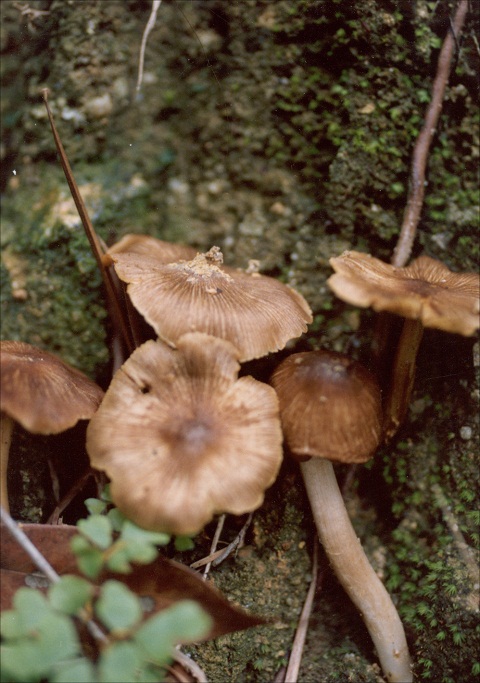 盖伞,经济真菌 --  a href="#" data-lemmaid="11040793">伞菌目 /a>