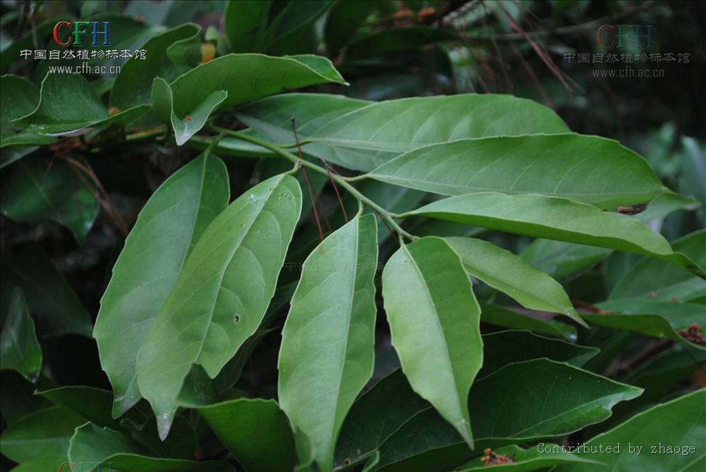 为 a target="_blank" href="/item/大风子科/1626123" data-lemmaid=