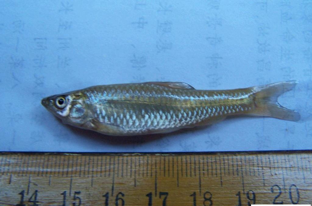 squalidus argentatus