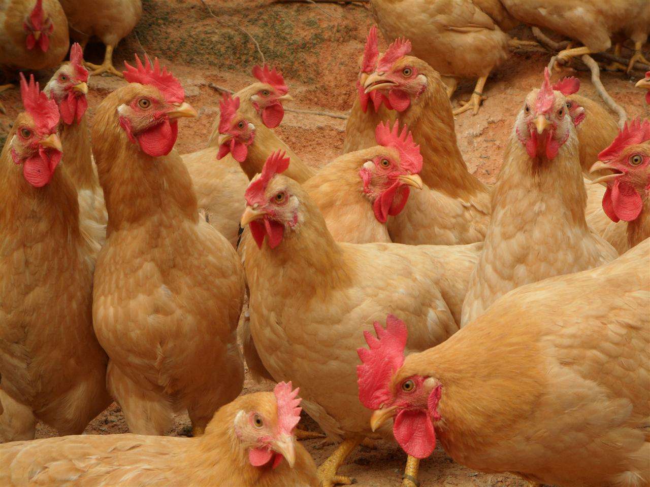 " data-lemmaid="2590018">正阳县 /a>特产,中国国家地理标志产品