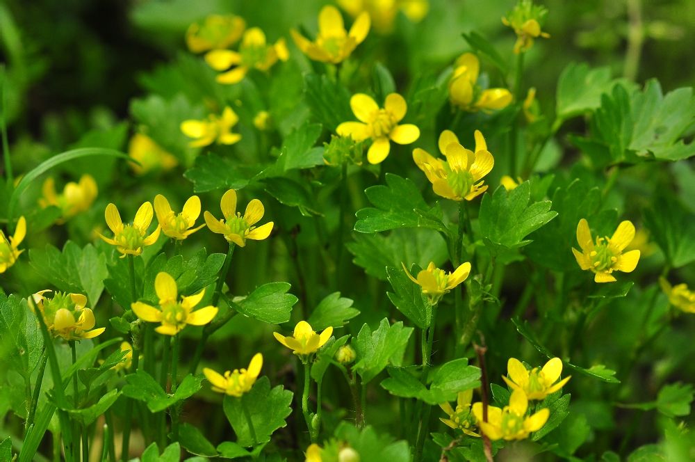 a. mey. in ledebour),是毛茛科毛茛属植物. /p>