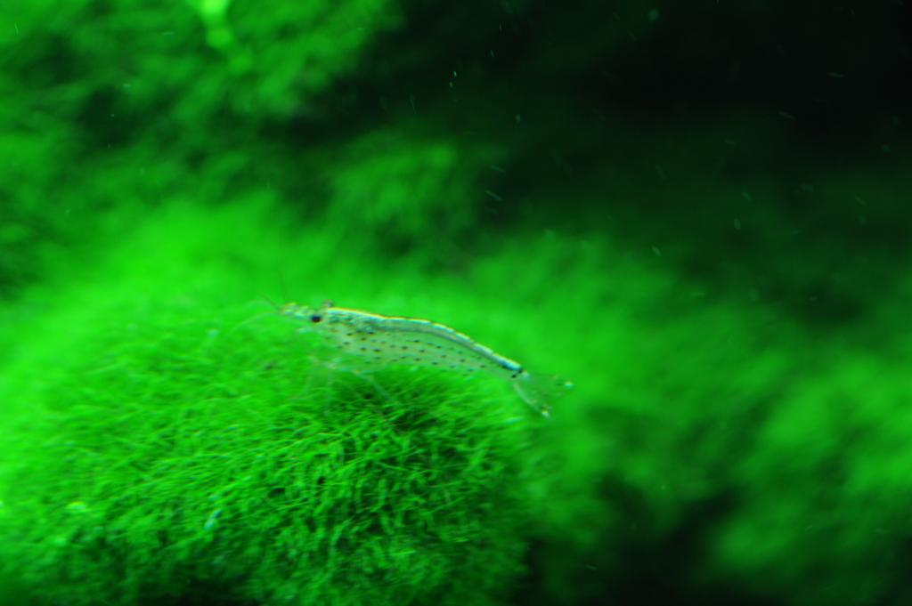  p>大和藻虾 - 俗名"takashi amano shrimp","yamato shrimp" 珍珠虾