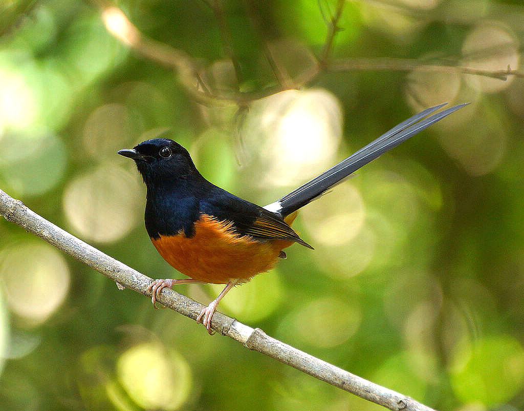 copsychus malabaricus tricolor