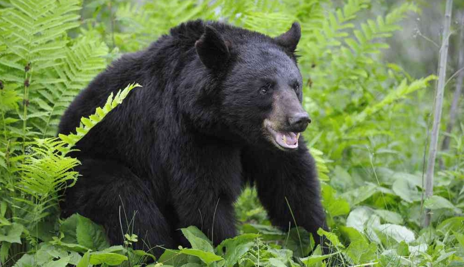  p>黑熊指名亚种(学名:ursus thibetanus thibetanus)是食肉目熊科的