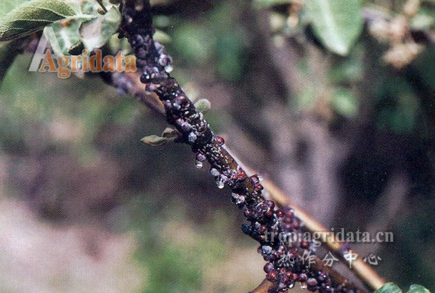  p>朝鲜球坚蜡蚧( i>didesmococcus koreanus /i>&nbsp;borch