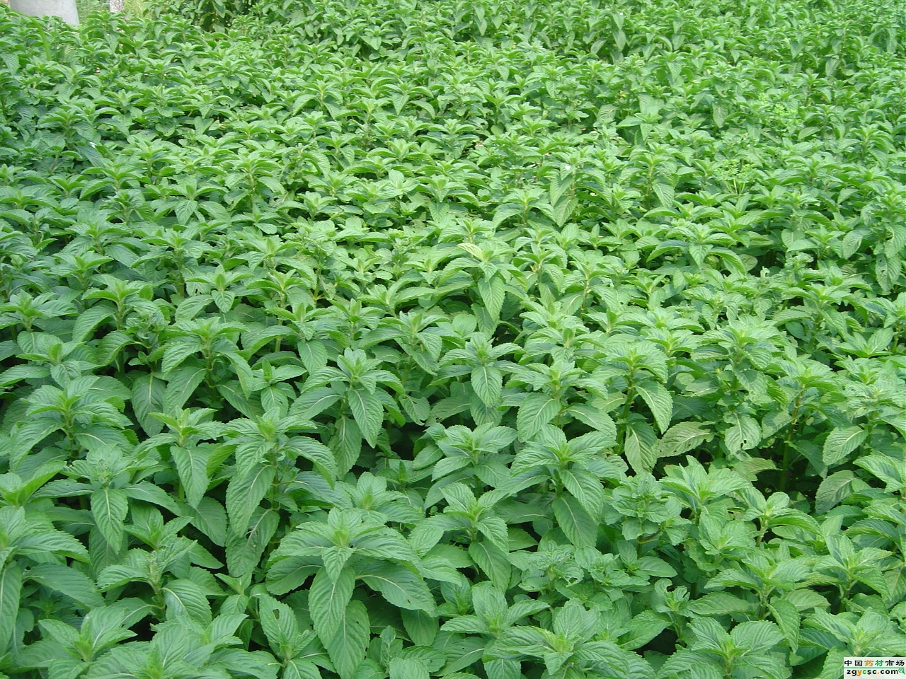 canadensis /i> linnaeus)是唇形科,薄荷属植物,即同属其他干燥全草