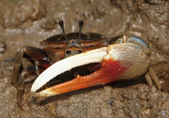  p>火焰招潮蟹(学名:uca flammula)最大的特征是雄蟹具有一对大小悬殊