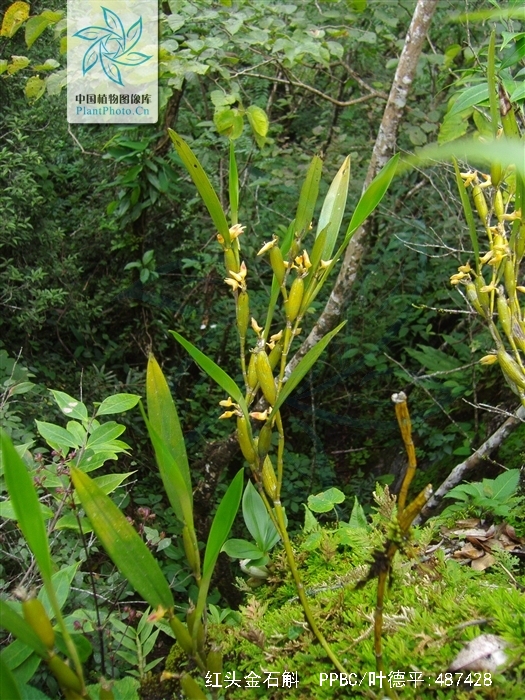  p>红头金石斛(学名: i>flickingeria calocephala  /i> z. h.