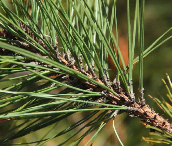  p>偃松(学名: i>pinus pumila  /i>(pall.) regel)是松科松属植物.