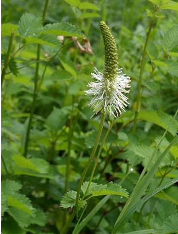  p> b>大白花地榆 /b>(学名: i>sanguisorba sitchensis /i>)是蔷薇科