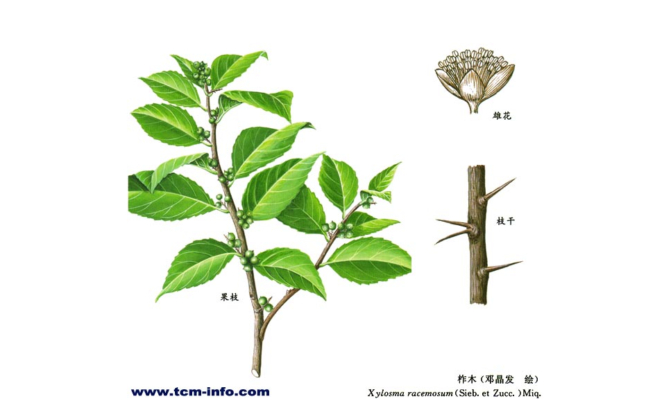  /i>),别名:凿子树, a target="_blank" href="/item/蒙子树/5991814