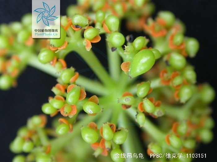  p data-id="gnbkx6fk56">金线吊乌龟( i>stephania cepharantha /i>