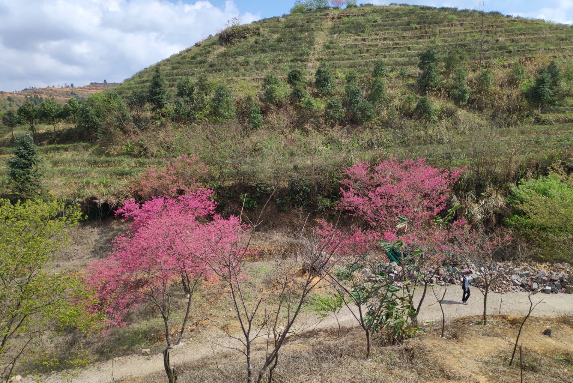 href="/item/韶关市">韶关市 /a>新丰县黄礤镇杰荣樱花峪,总面积800多