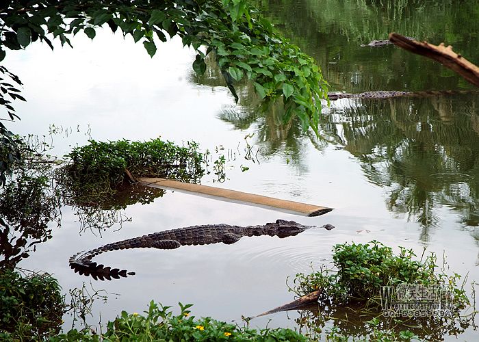  p>南泰鳄鱼湖动物园位于 a href="#" data-lemmaid="13346">海南 /a>