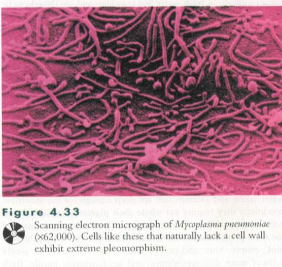  p>支原体(mycoplasma)是一类没有细胞壁,高度多形性,能通过滤菌器
