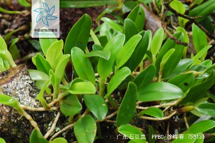  p>广东石豆兰(学名: i>bulbophyllum kwangtungense /i>  schltr.