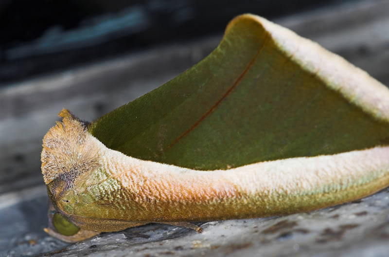 ophideres fullonia (clerck)