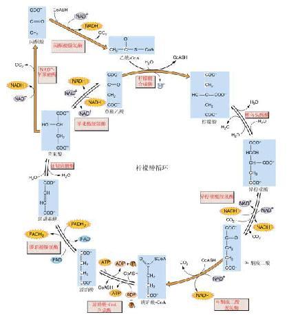 三羧酸循環