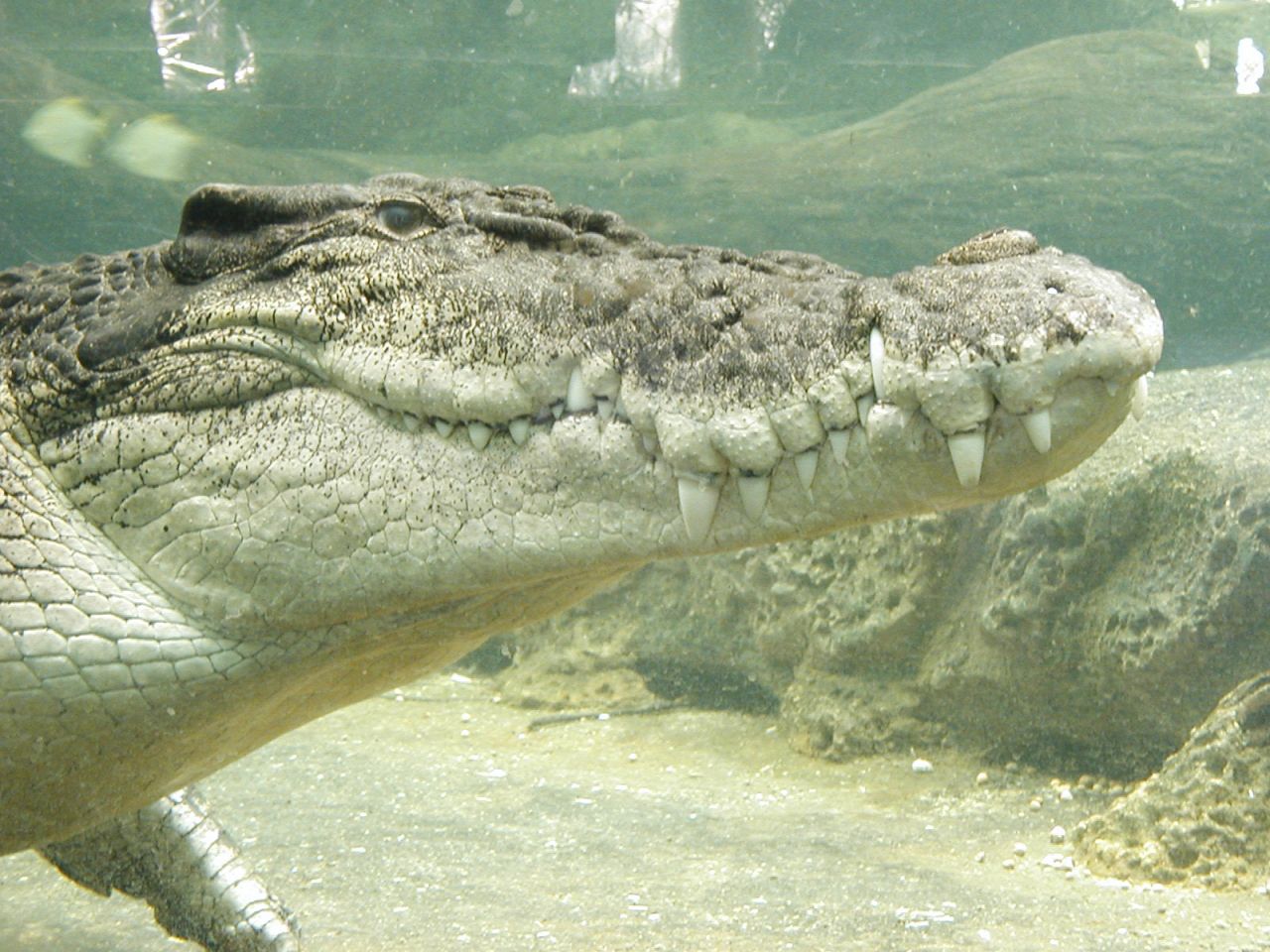  p>湾鳄(学名: i>crocodylus porosus /i>)是鳄科,鳄属的一种鳄鱼.