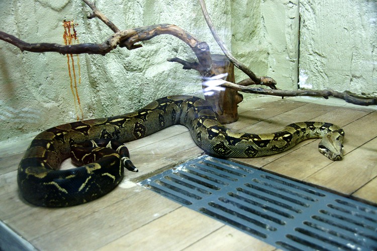 大连蛇博物馆