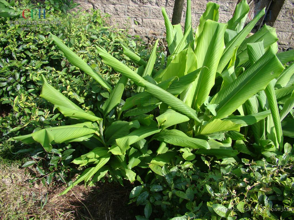  p>姜黄属(学名:curcuma l)是 a target="_blank" href="/item/姜科">