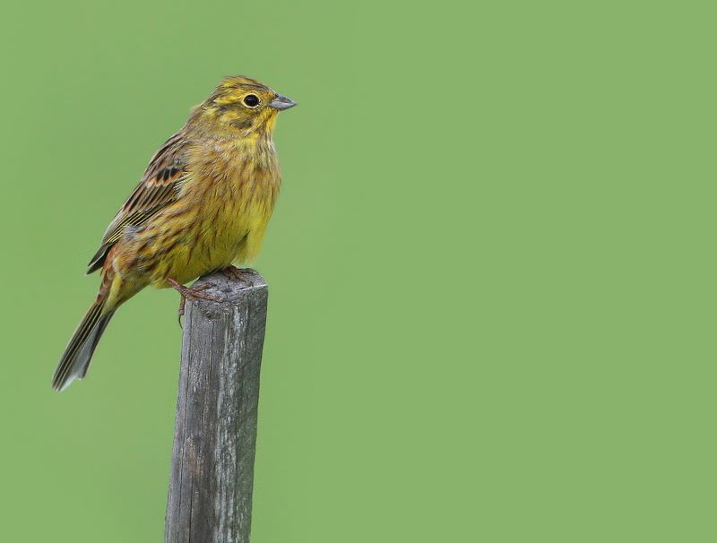  p>黄鹀指名亚种(学名:emberiza citrinella citrinella)属小型 a