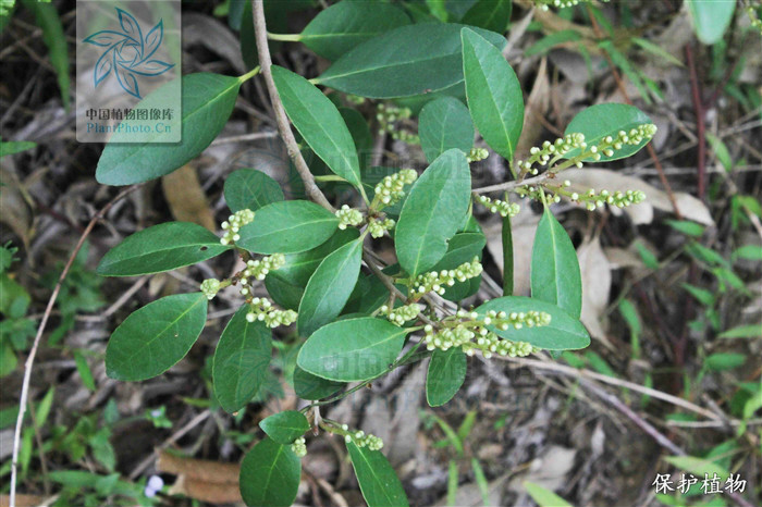  p>珠仔树(学名: i>symplocos racemosa /i> roxb.