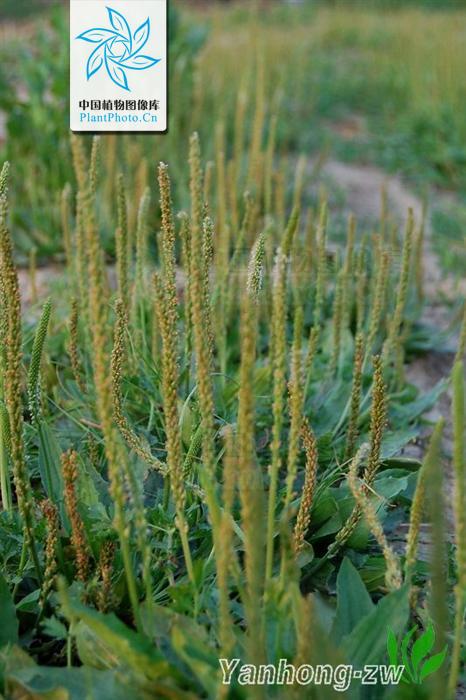  p>北车前,为 a href="#" data-lemmaid="2297624">车前科 /a>, a