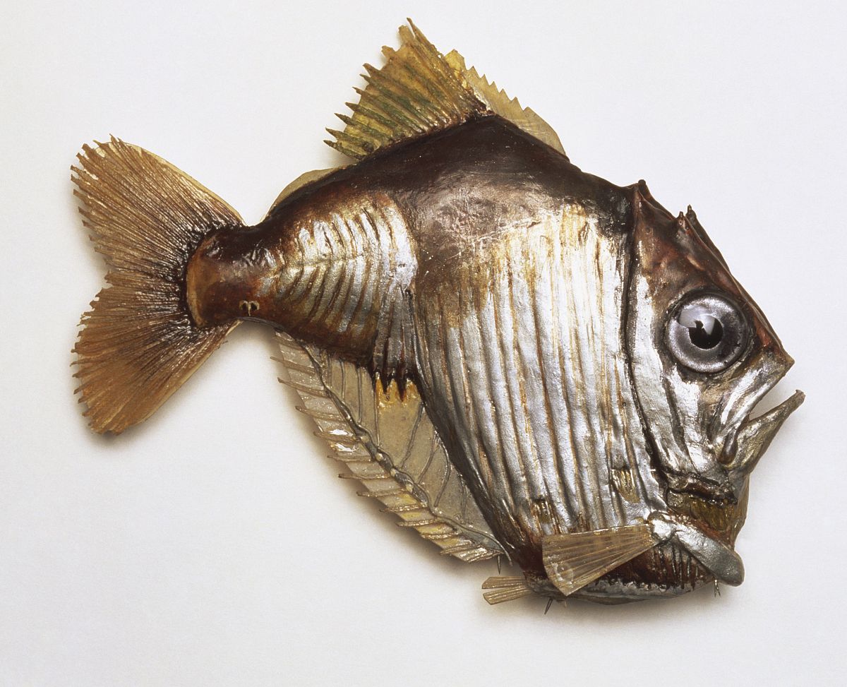  p>高银斧鱼(学名: i>argyropelecus sladeni /i>)为 a href="#" data