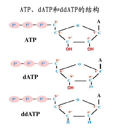 ddATP_百度百科