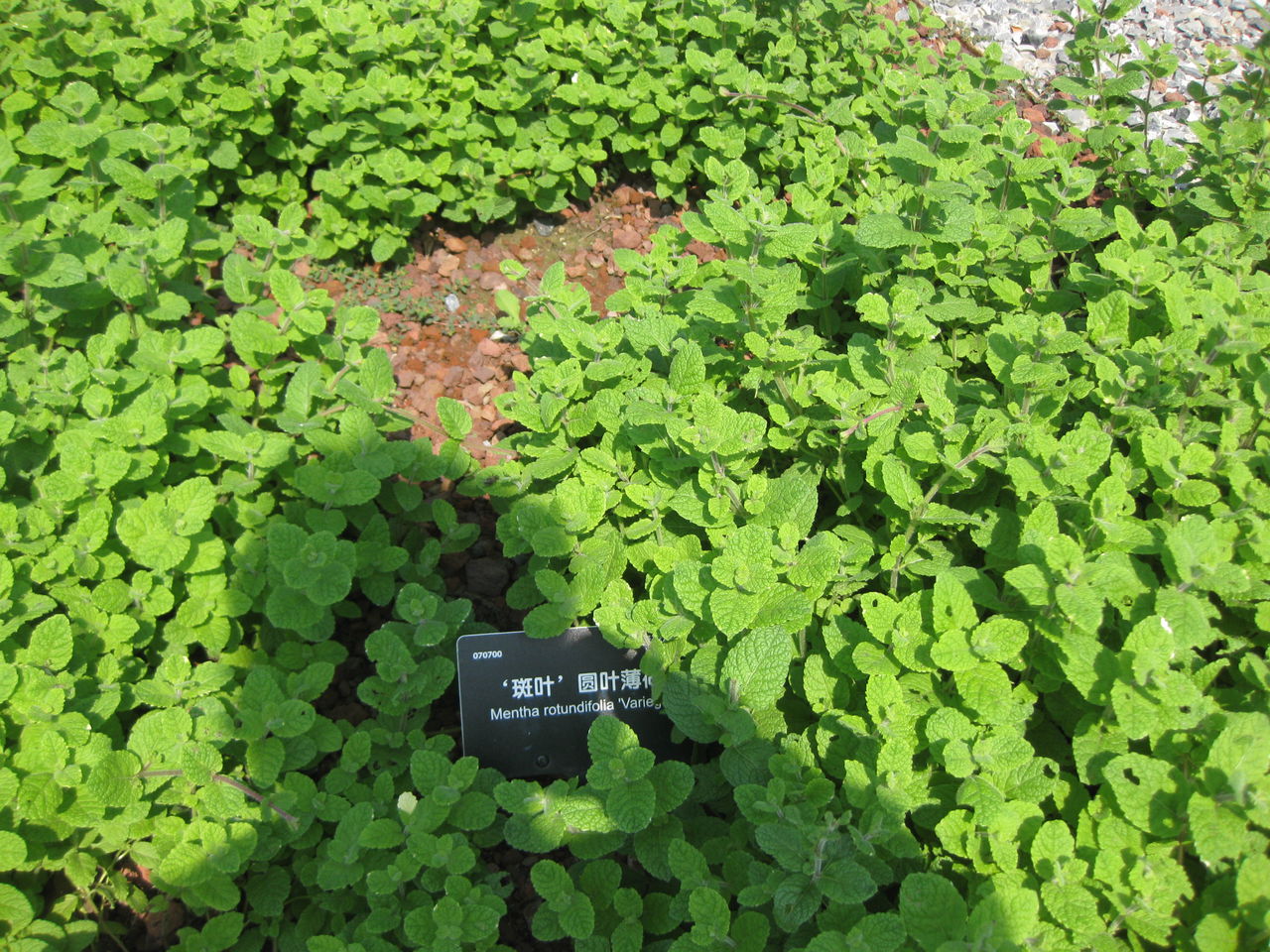 留兰香圆叶薄荷