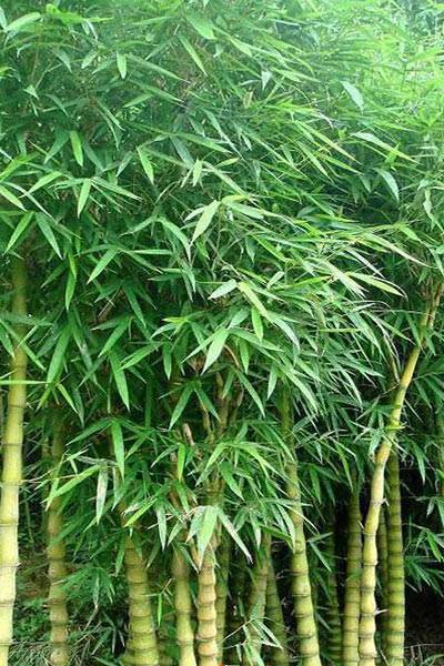裸箨海竹_百度百科