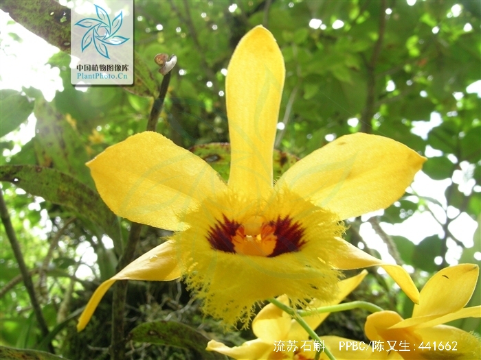  p>流苏石斛(学名: i>dendrobium fimbriatum /i>  hook.