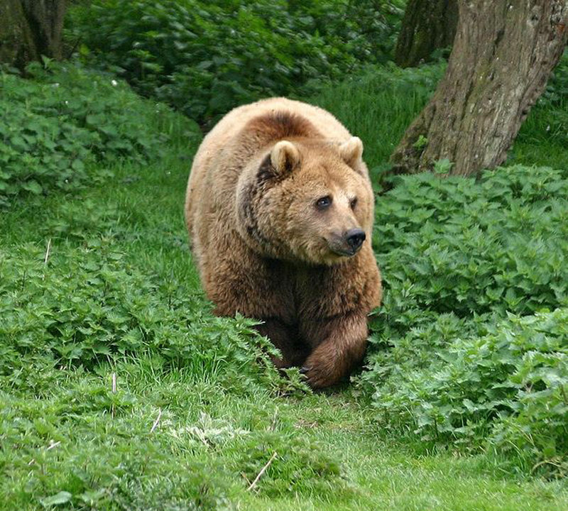  p>欧洲棕熊(学名:ursus arctos arctos)是棕熊指名亚种,头大而圆,体