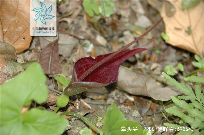 为 a href="#" data-lemmaid="6721720">天南星科 /a>植物犁头尖 i>ty