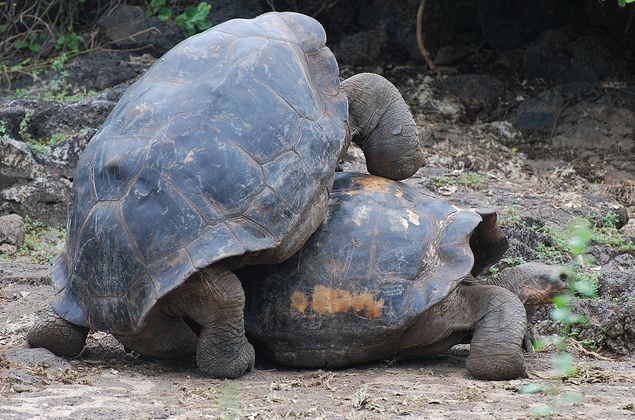  p>加拉帕戈斯象龟(学名: i>chelonoidis  /i>galapagoensis i> /i>