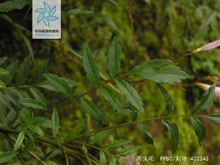 两头毛