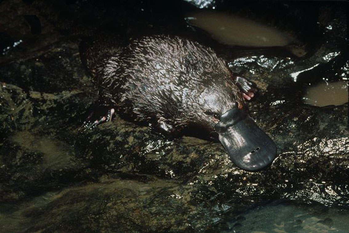  p>鸭嘴兽是最原始的 a target="_blank" href="/item/哺乳动物/62197