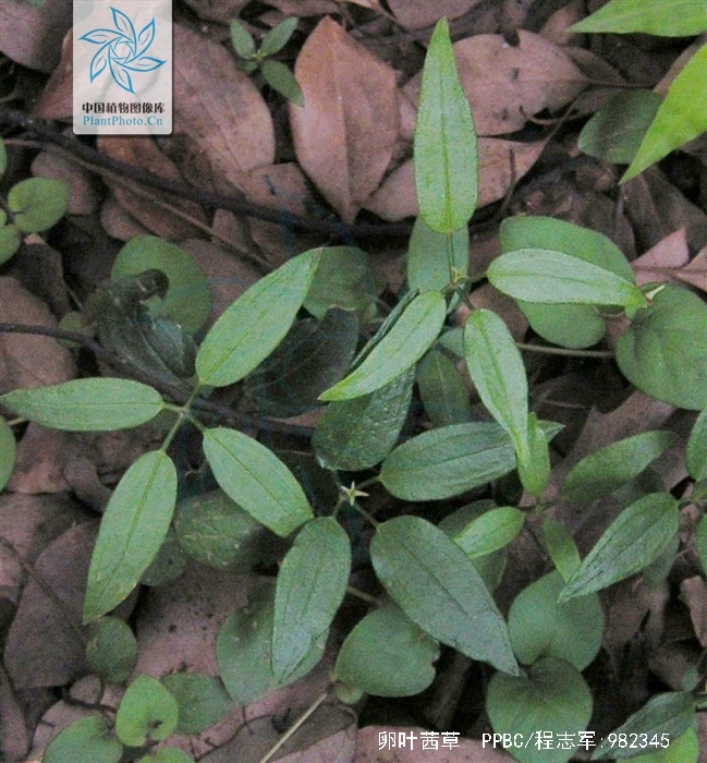  p>卵叶茜草(学名:rubia ovatifolia z. y.