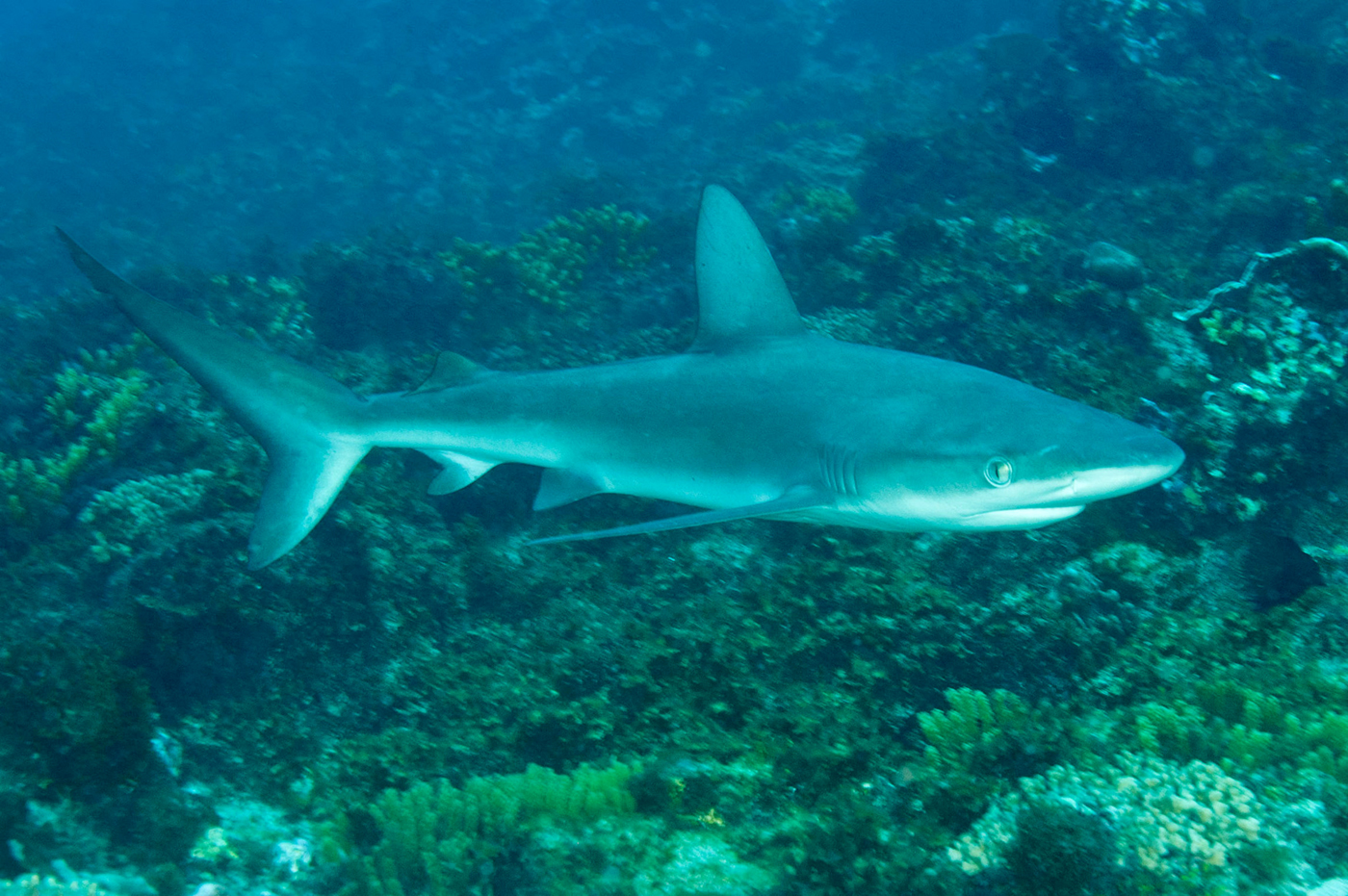 加拉帕戈斯真鲨