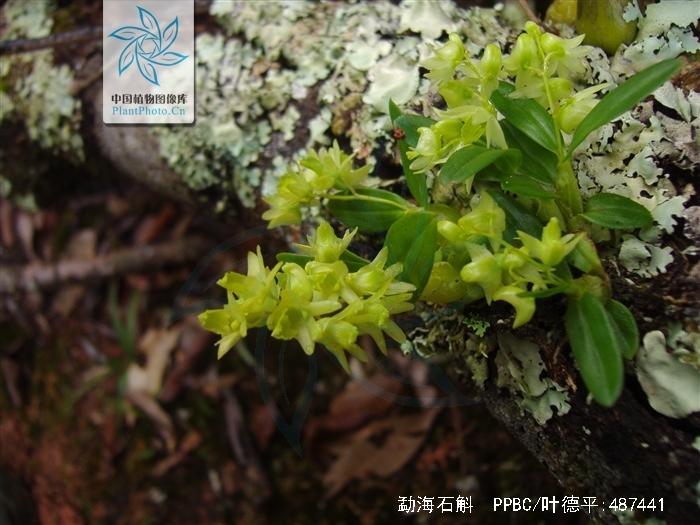 p>勐海石斛(学名: i>dendrobium minutiflorum /i>  s. c.
