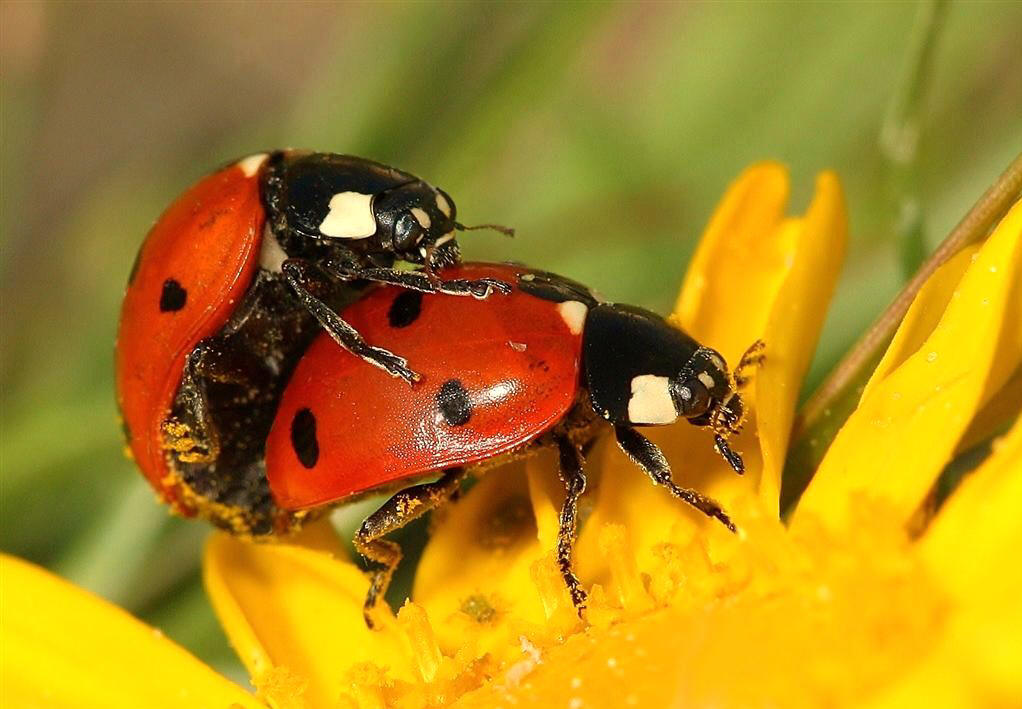 大红瓢虫