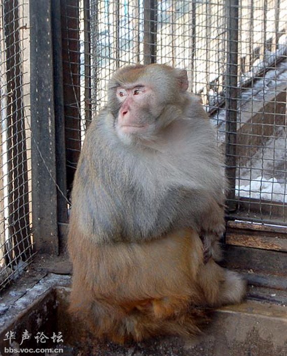 平壤朝鲜中央动物园