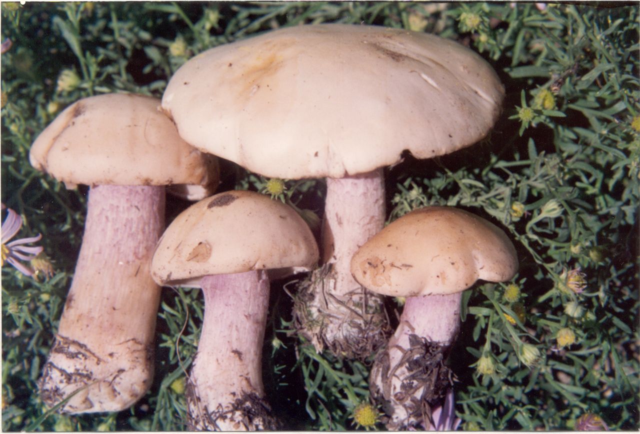  p>紫丁香蘑 又称裸口蘑, a href="#" data-l