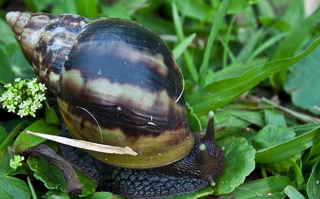  p>非洲大蜗牛(学名: i>achatina fulica /i>):是中大型的陆栖 a